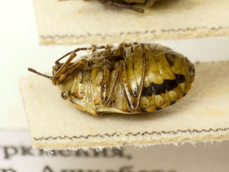 Bagrada abeillei Puton, 1881